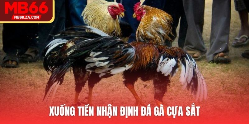Đá Gà MB66 - Hơn 200+ Trận Đấu, Kèo Cược Sôi Động 4 Cá cược cựa sắt với tính chất hấp dẫn tại Đá gà MB66