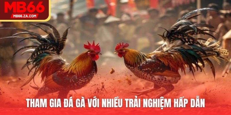 Đá Gà MB66 - Hơn 200+ Trận Đấu, Kèo Cược Sôi Động 2 Đá gà thu hút nhiều người chơi tìm đến săn thưởng